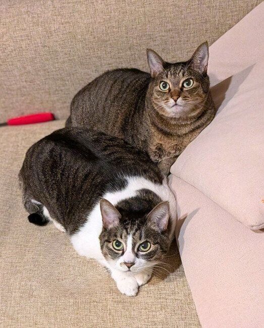 飼い主さんを見上げる2匹の猫