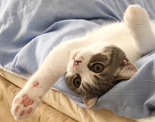 寝転ぶ猫