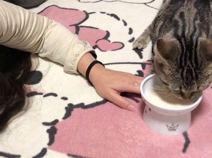 ミルクを飲む猫