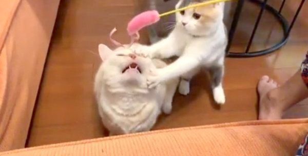ふくちゃん、まるこちゃん