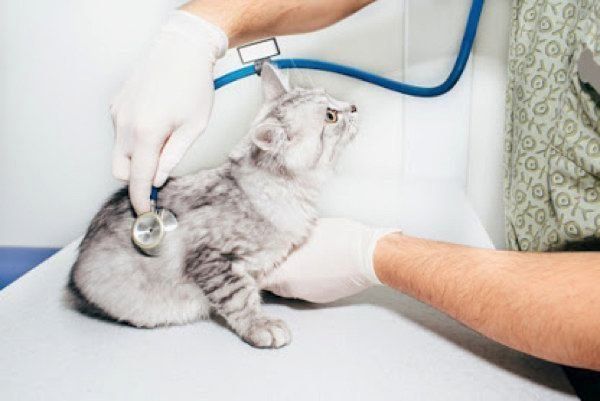 診察を受ける猫