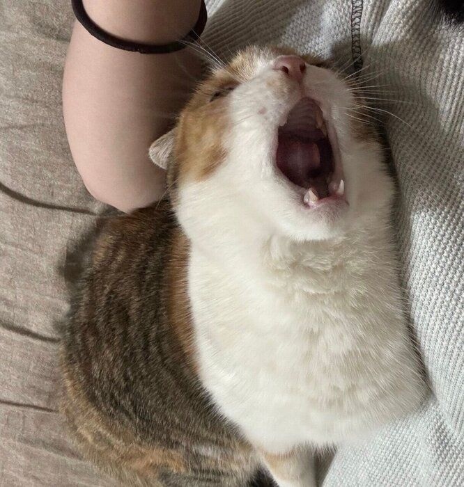 大きな口を開けるちゃちゃみちゃん