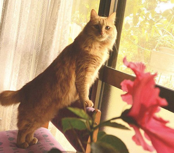 見つめる猫