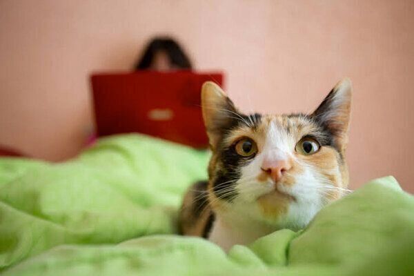 見つめる猫