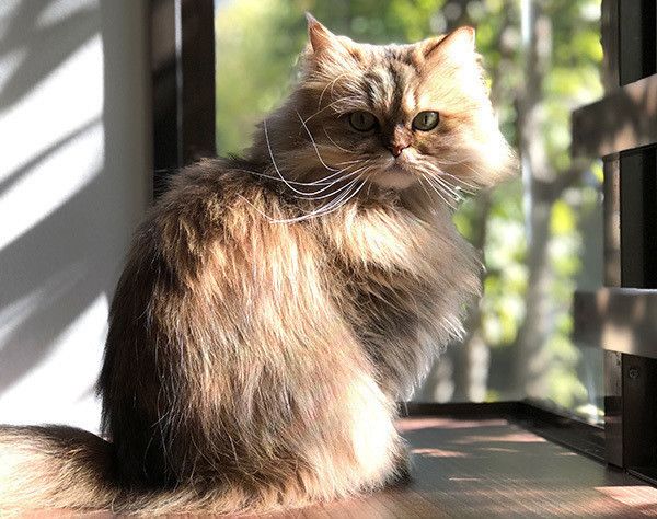 見つめる猫