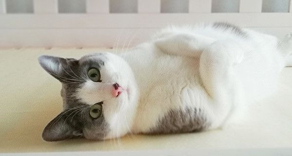 見つめる猫