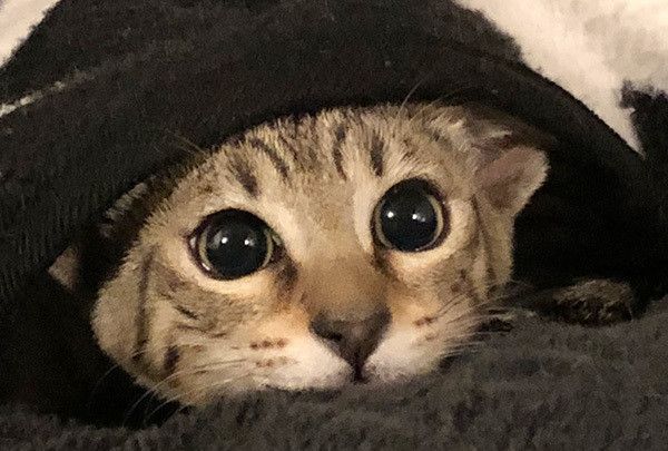 見つめる猫