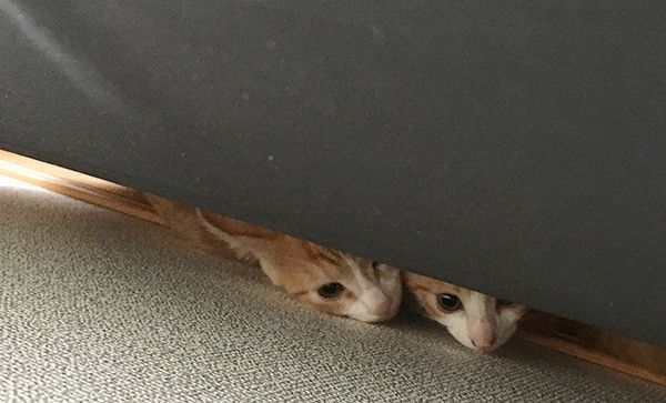 怖がる猫