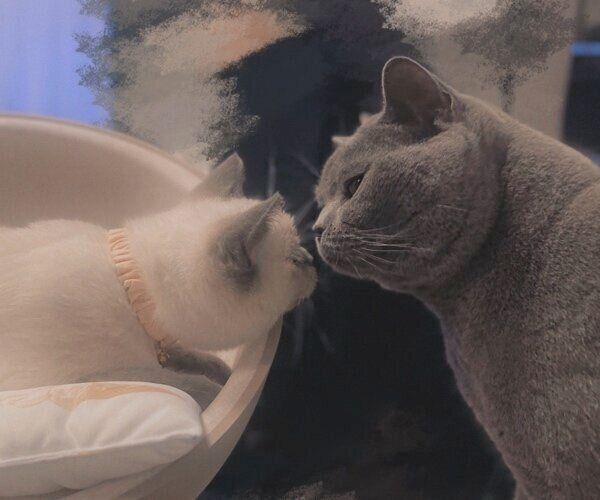 顔を近づけるクロエちゃん、先住猫・ルークくん