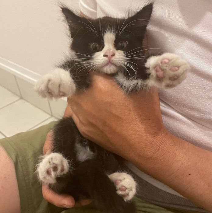 まん丸の瞳がかわいらしい 子猫時代のテンくん