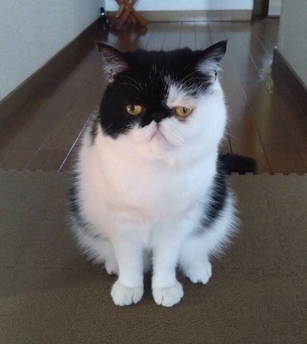 飼い主さんを見るエキゾチックショートヘア