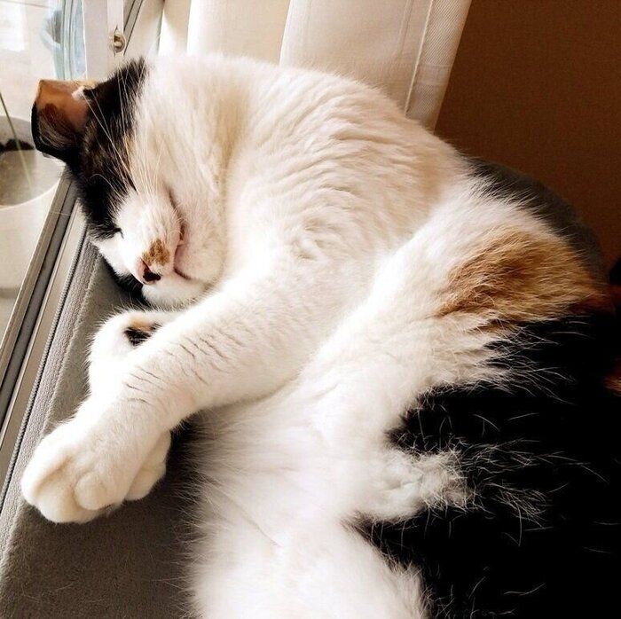 窓辺で眠るひまわりちゃん