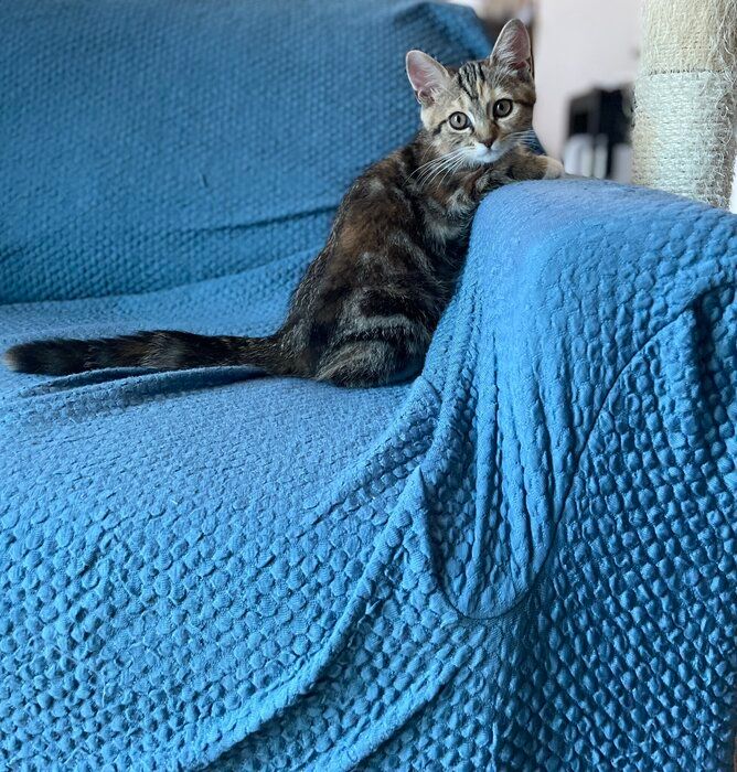 ちょこんと座る姿が「ぬいぐるみ」のようだった生後3カ月の子猫→約1年