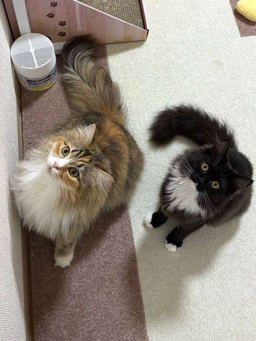 飼い主さんを見上げる2匹のサイべリアン