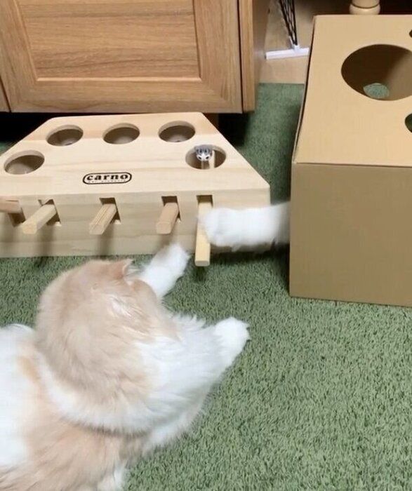 おもちゃで遊ぼうとするにゃん鈴ちゃんと、横から手を出すにゃん吉くん