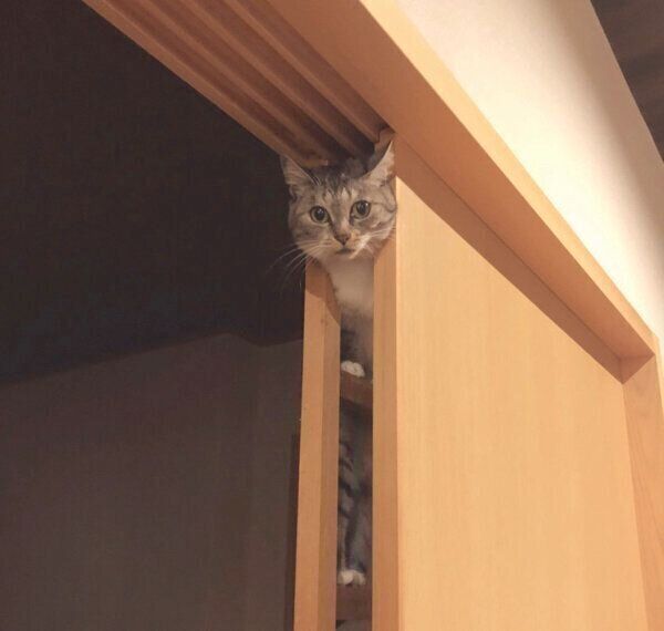 障子に登る猫