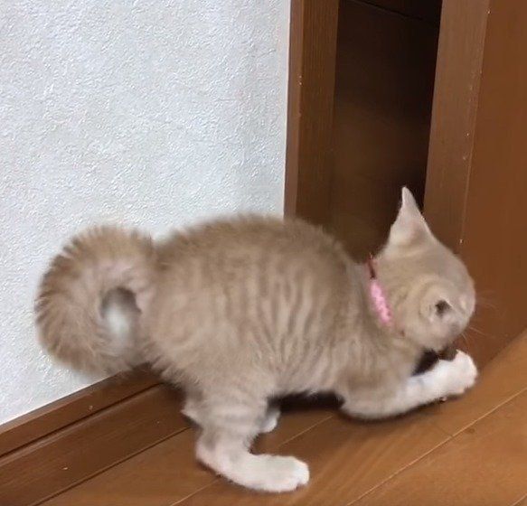 ドアに怒る子猫