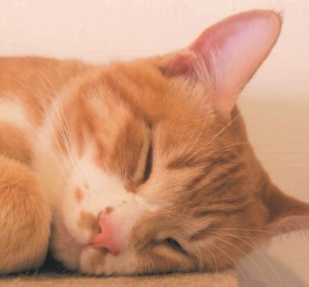 画像/2019年2月号「ねこの貧血」