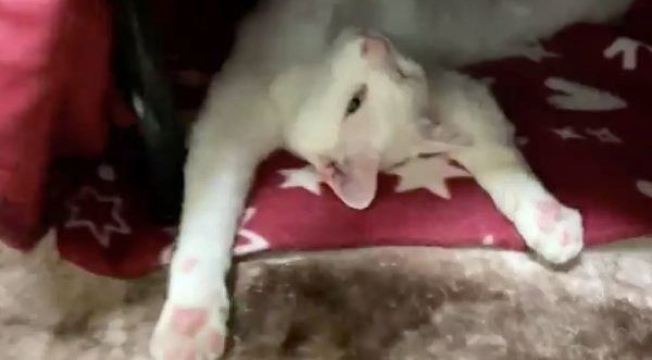 こたつの中で反り返る麿白ちゃん