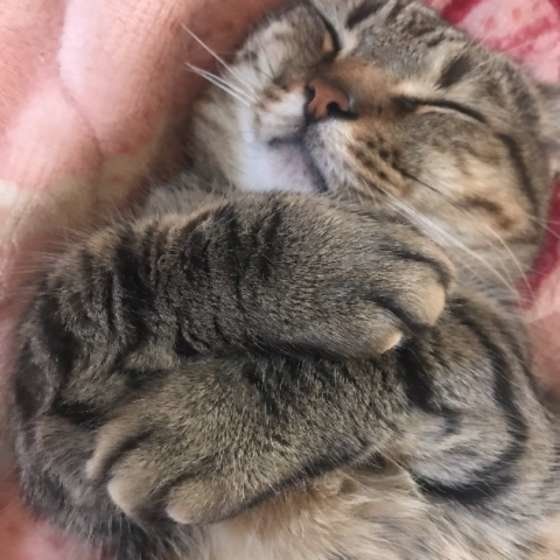 気持ちよさそうに眠るマンチカン