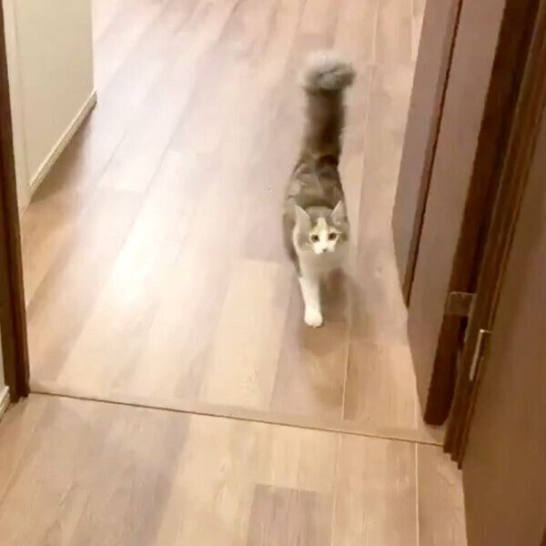 飼い主さんを見つけて喜ぶほたてちゃん