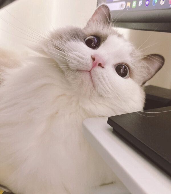 飼い主さんを見つめるわたあめくん
