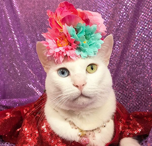 コスプレする猫