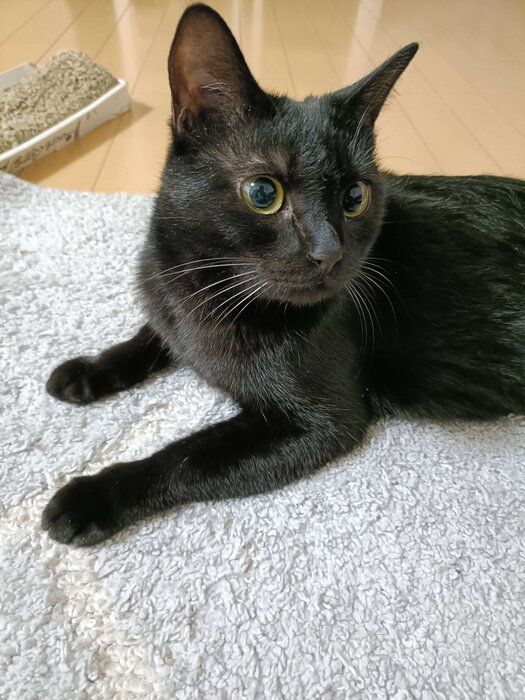 くつろいでいる猫