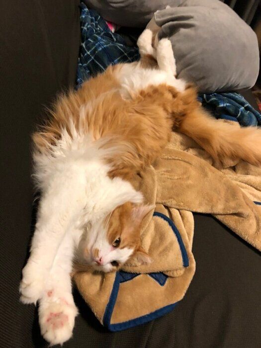 毛布の上で寝転がる猫