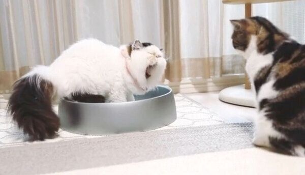 勝ち誇ったあくびをするずーちゃん