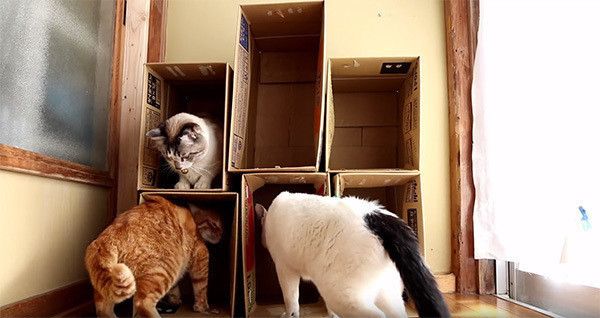 箱に入る猫