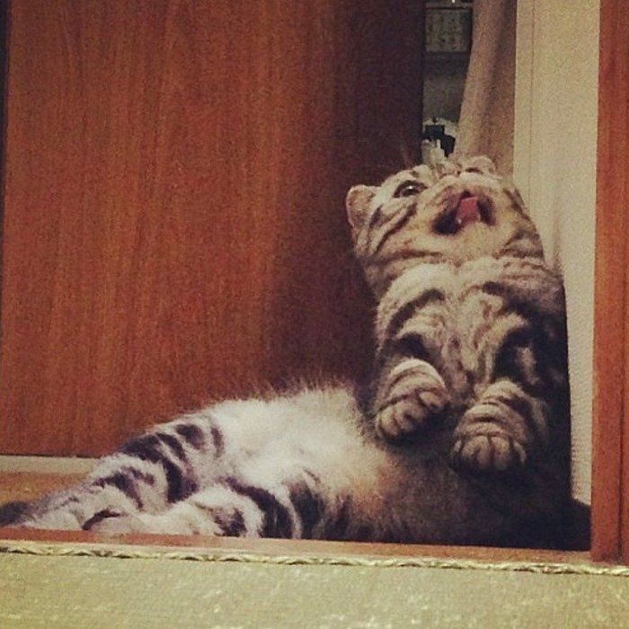 @tacos_cat
