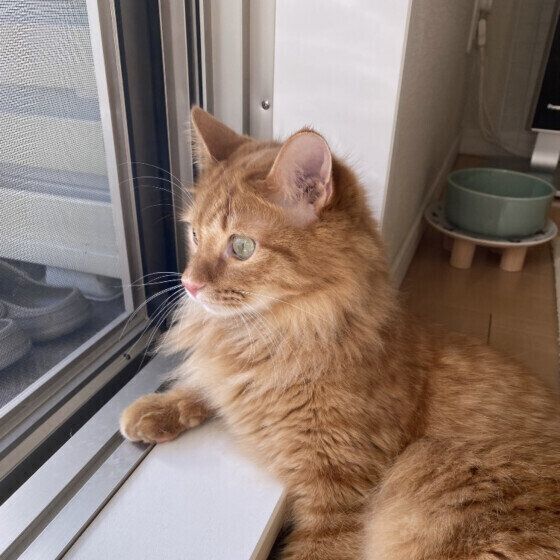 茶トラのベリルくん