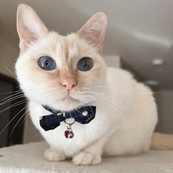 ブルーの瞳が美しいひなたちゃん