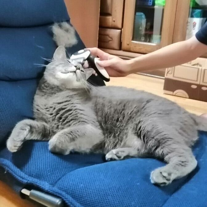 撮影/ねこのきもち読者