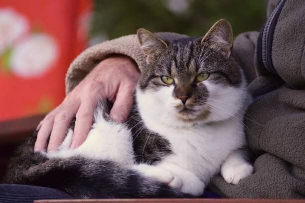 シニアと猫