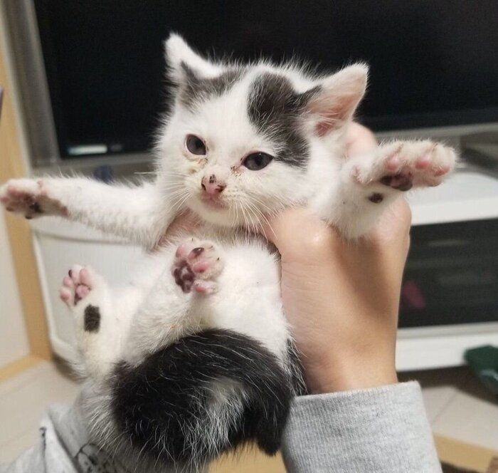 保護した当時のこもちゃん