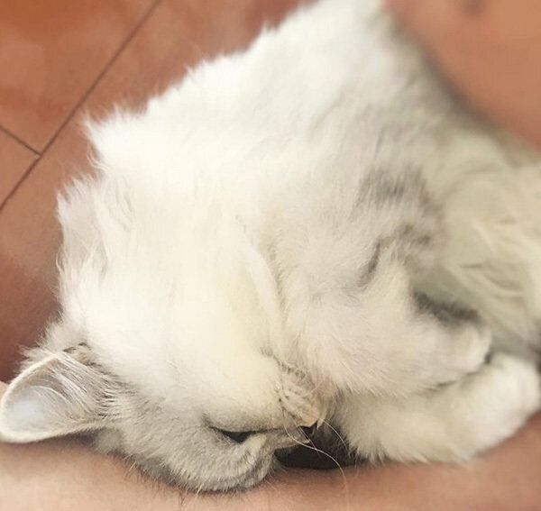 スリスリするチンチラシルバー