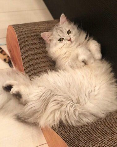 ねこのきもちWEB MAGAZINE ねこの日企画「MEN'S CAT」