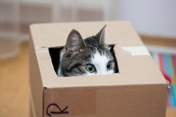 箱の中から顔を出す猫