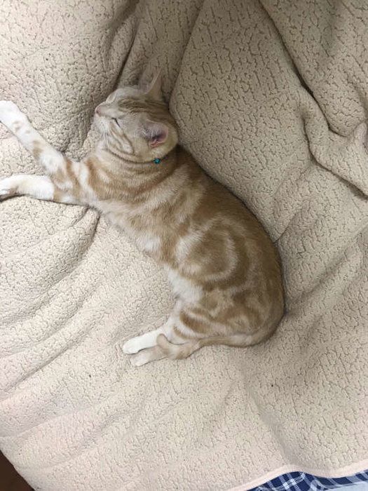 アメショ