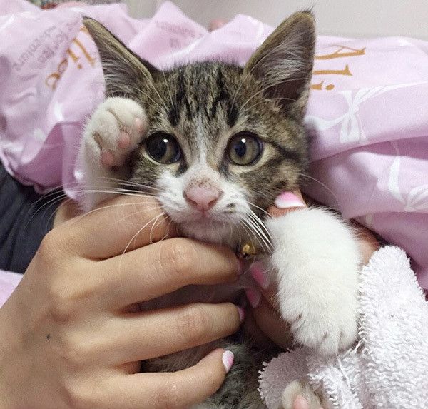 甜茶ちゃん