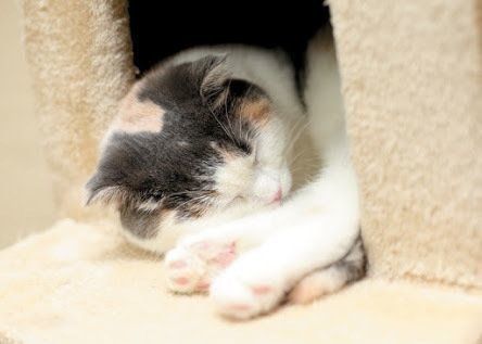 起きない猫
