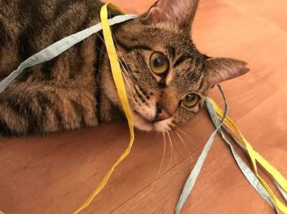 紐で遊ぶ猫