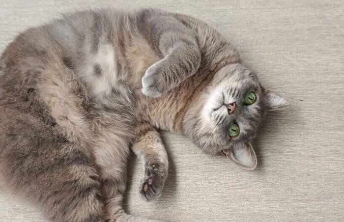 おなかを見せて寝転ぶ猫