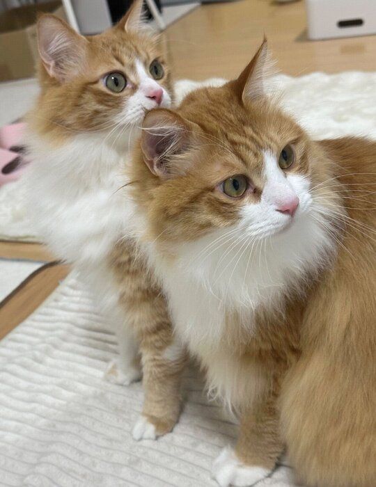 仲良く自宅警備をする2匹