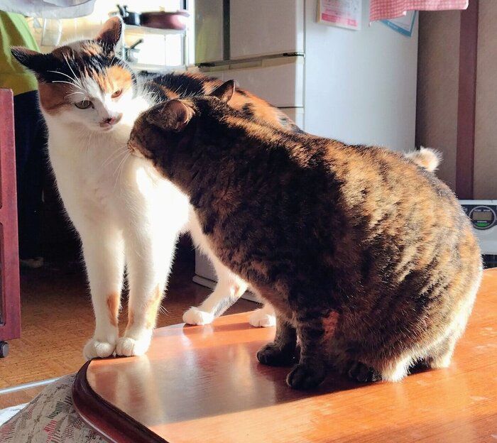 顔を近づける2匹