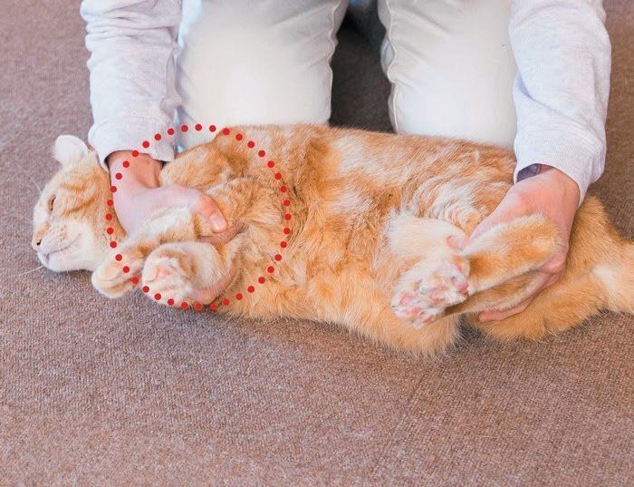 寝かせワザをされる猫