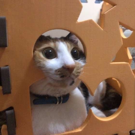 見つめる猫