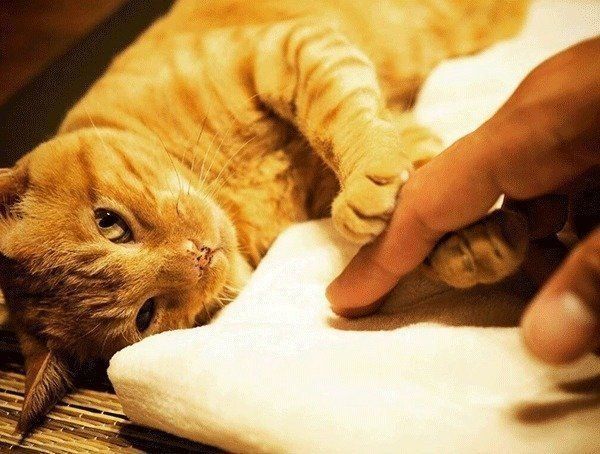 ふたばちゃん